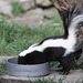 Streifenskunk (Zoo Heidelberg)