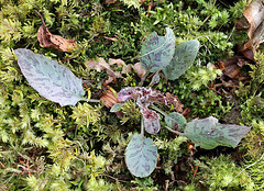 Hieracium murorum