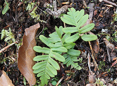 Jeunes polypodes