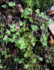 Oxalis acetosella