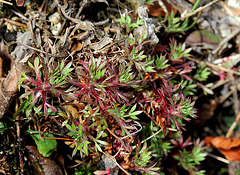 Saxifraga fragosoi = hypnoïdes