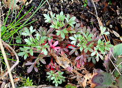 Saxifraga fragosoi = hypnoïdes