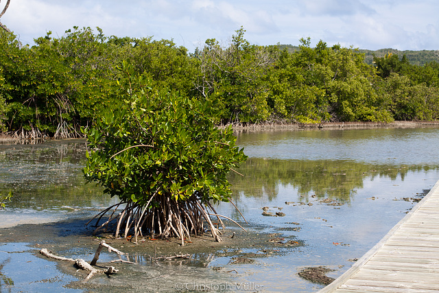 Mangrove