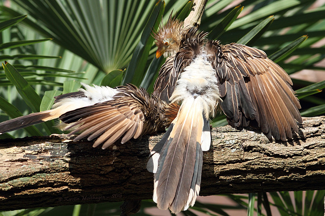 Guirakuckuck (Zoo Heidelberg)