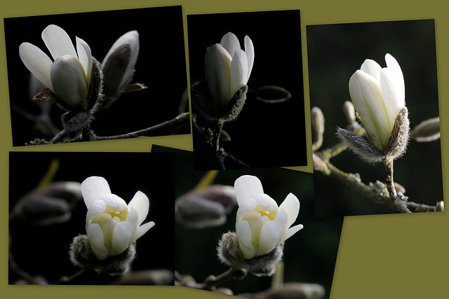 Magnolia stellata