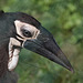 Junger Südlicher Hornrabe (Zoo Heidelberg)