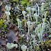 Cladonia fimbriata (2)