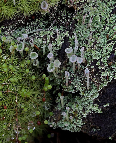 Cladonia fimbriata
