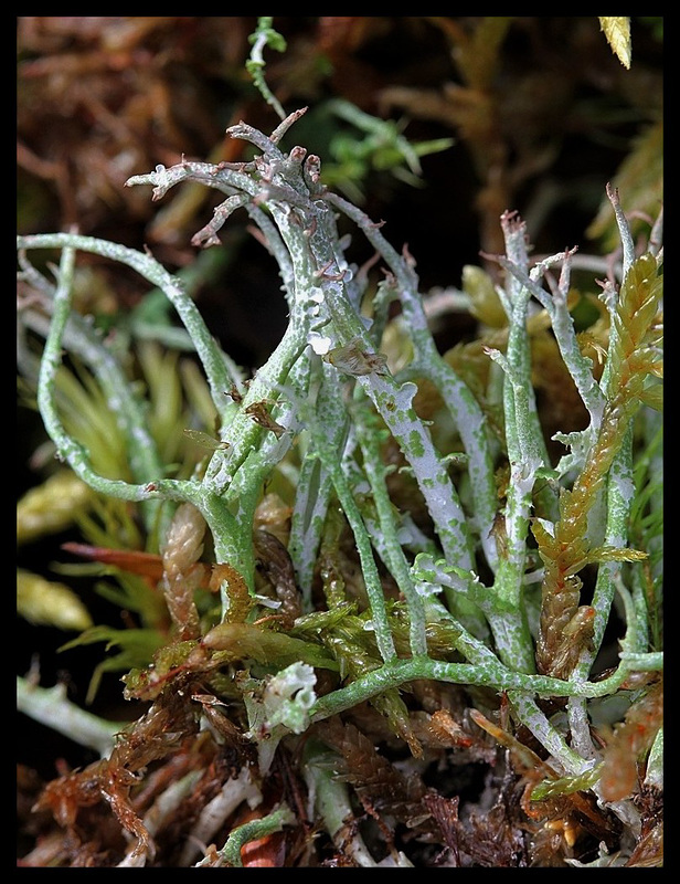 Cladonia rangiferina
