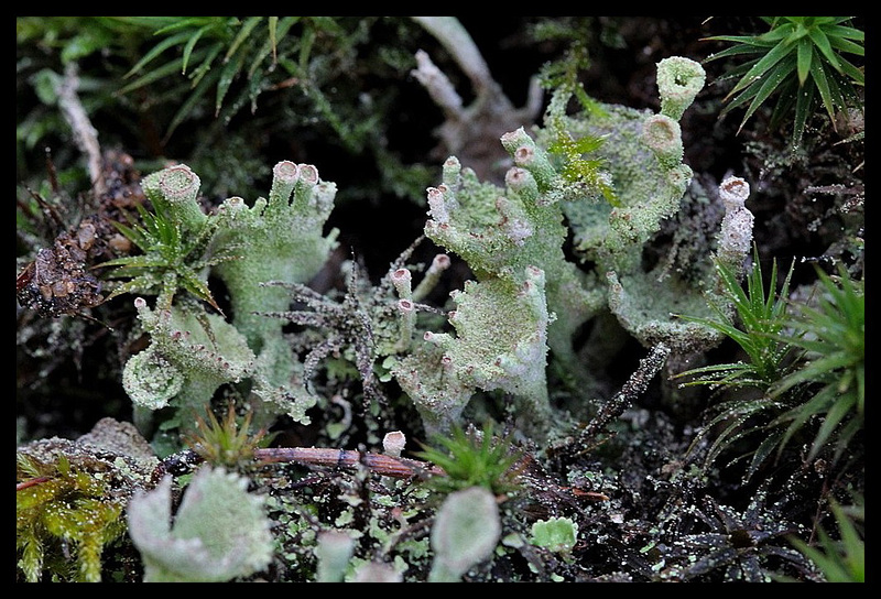 cladonia chlorophaea