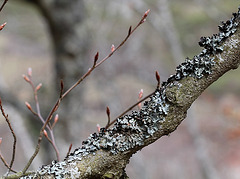 Parmelia sulcata sur hêtre