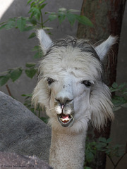 Bitte mal doof gucken...  (Zoo Heidelberg)