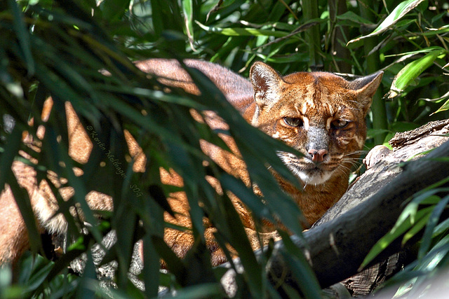 Asiatische Goldkatze (Zoo Heidelberg)