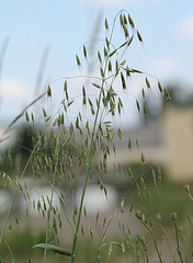 Avoine à poils rudes-Avena strigosa