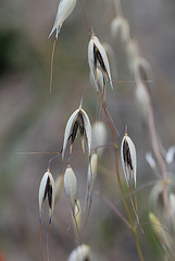 Avena sativa