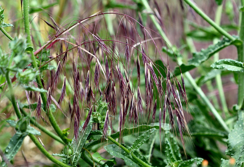 Brome stérile- Bromus sterilis