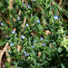 Anchusa arvensis- petite buglosse