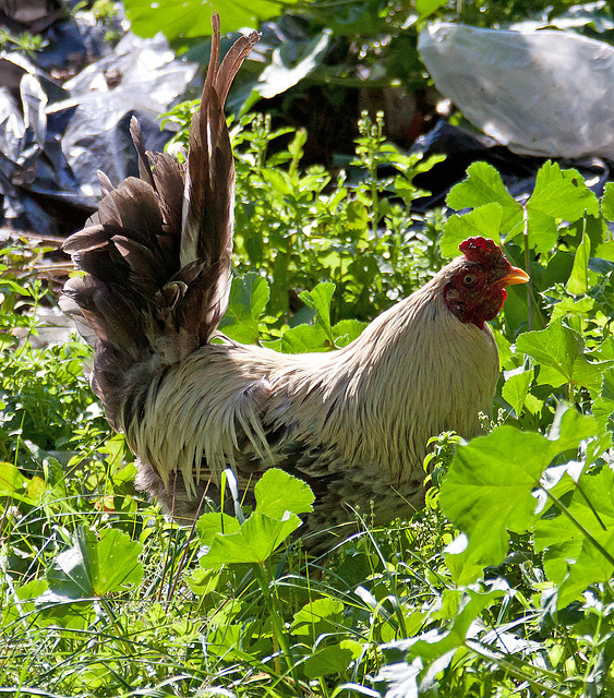 20110304 0327RAw [TR] Huhn, Kemer, Türkei