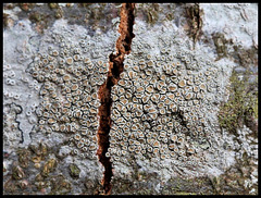 Lichen crustacé sur hêtre