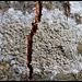 Lichen crustacé sur hêtre