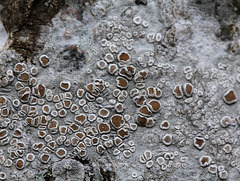 lecanora