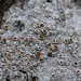 lecanora