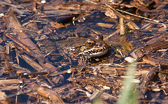 20110303 0205RAw [R~TR] Frosch, Kemer, Phaselis