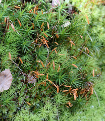 Polytriche- Polytrichum formosum