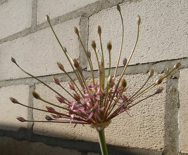 allium schubertii P5081683-2