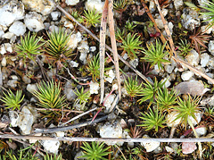 Polytrichum strictum