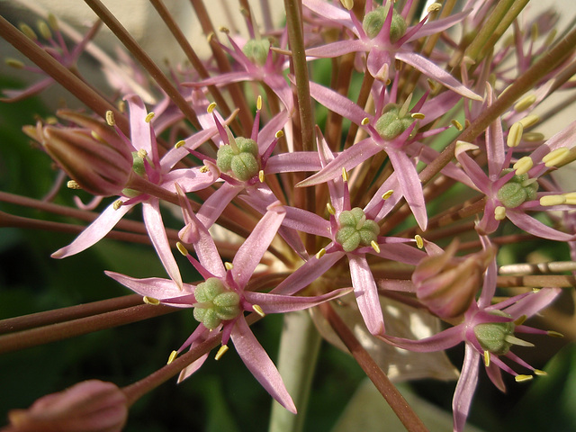 allium schubertii P5081685