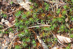 Polytrichum