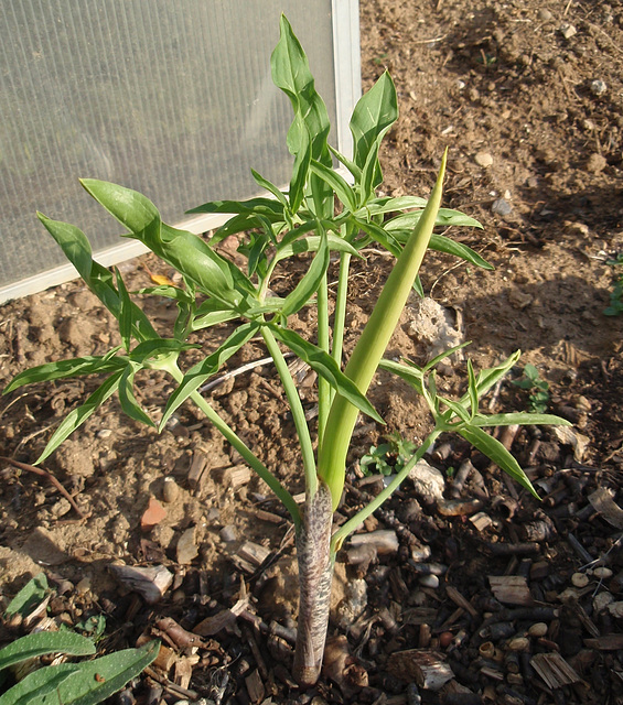 dracunculus vulgaris P5081680-2