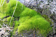 Bryum capillare