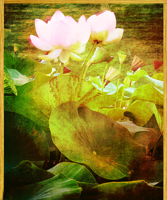 fleurs de lotus