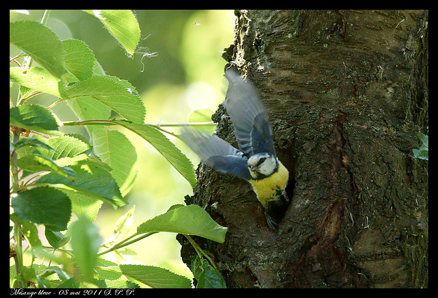 Mésange bleue DSC09475