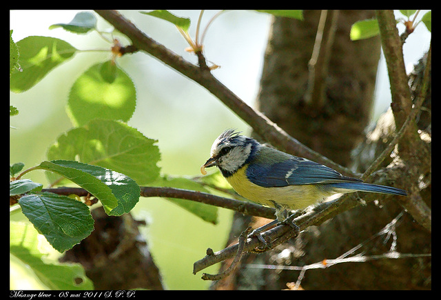 Mésange bleue DSC09562