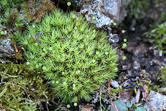 Bartramia pomiformis