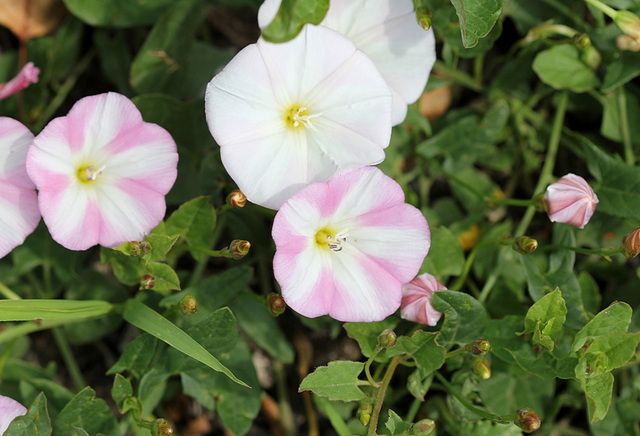 Liseron- Convolvulus arvensis