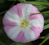 Convolvulus