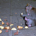 Macaques everywhere in the park