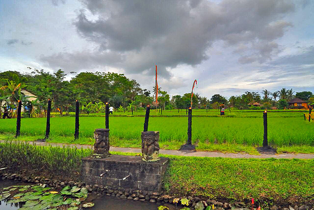 Vista over a paddy field