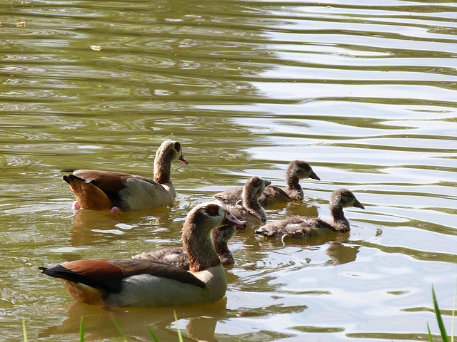 Gänsefamilie auf dem Wasser