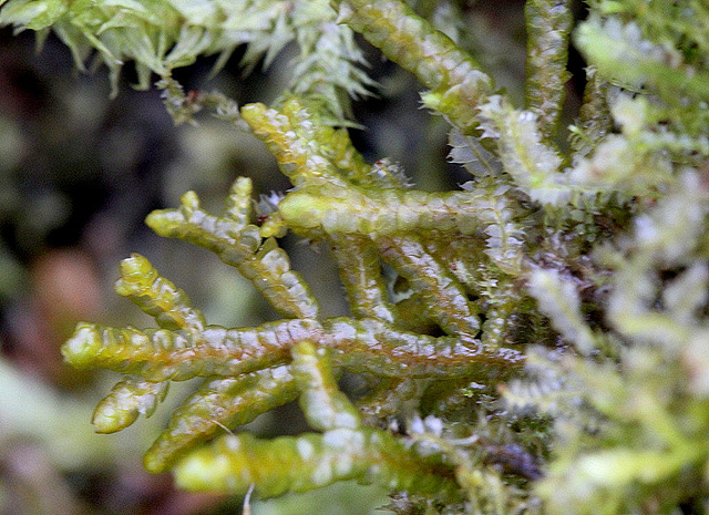 Porella arboris-vitae , avec Lophocolea cuspidata à droite