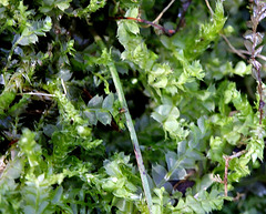 Lophocolea bidentata