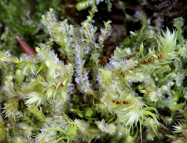 Lophocolea acuminata  installée sur une mousse