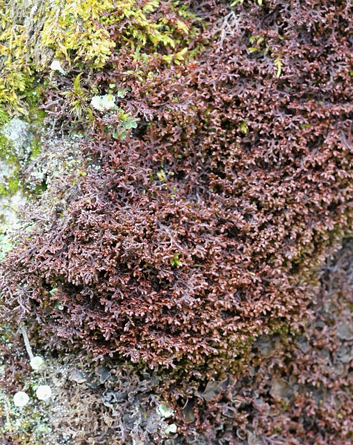 Frullania tamarisci