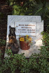 cemetery_cat