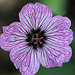 Geranium cinereum