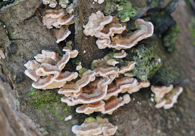 Polypores en gros plan